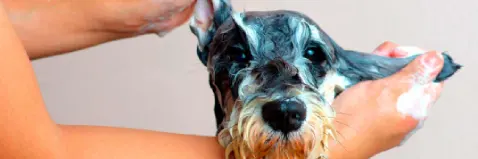 Baños medicados veterinaria