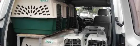 Delivery veterinario