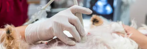 Ecografía veterinaria