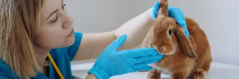 Animales exóticos veterinaria