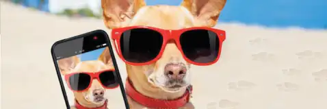 Hospedaje para mascotas