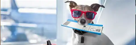 Transporte de mascotas nacional e internacional