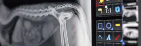 Rayos X veterinaria